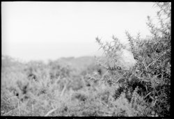 At the entrance to Hinewai Forest Reserve, bordering gorse is littered with the nests of endemic spider species Tuarahonu.