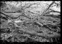 On the forest floor, remnants of the gorse remain. Endemic tree species came of age beneath a prickly nursery.