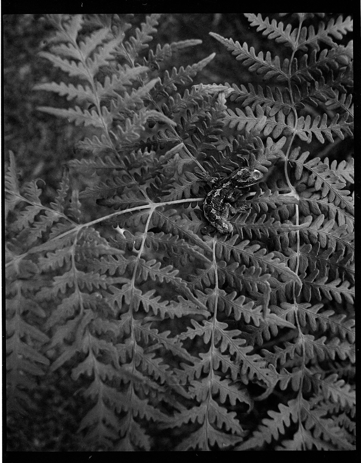 Moko Waitaha / Banks Peninsula Gecko