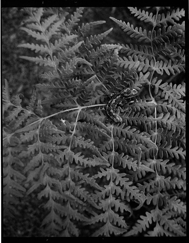 Moko Waitaha / Banks Peninsula Gecko