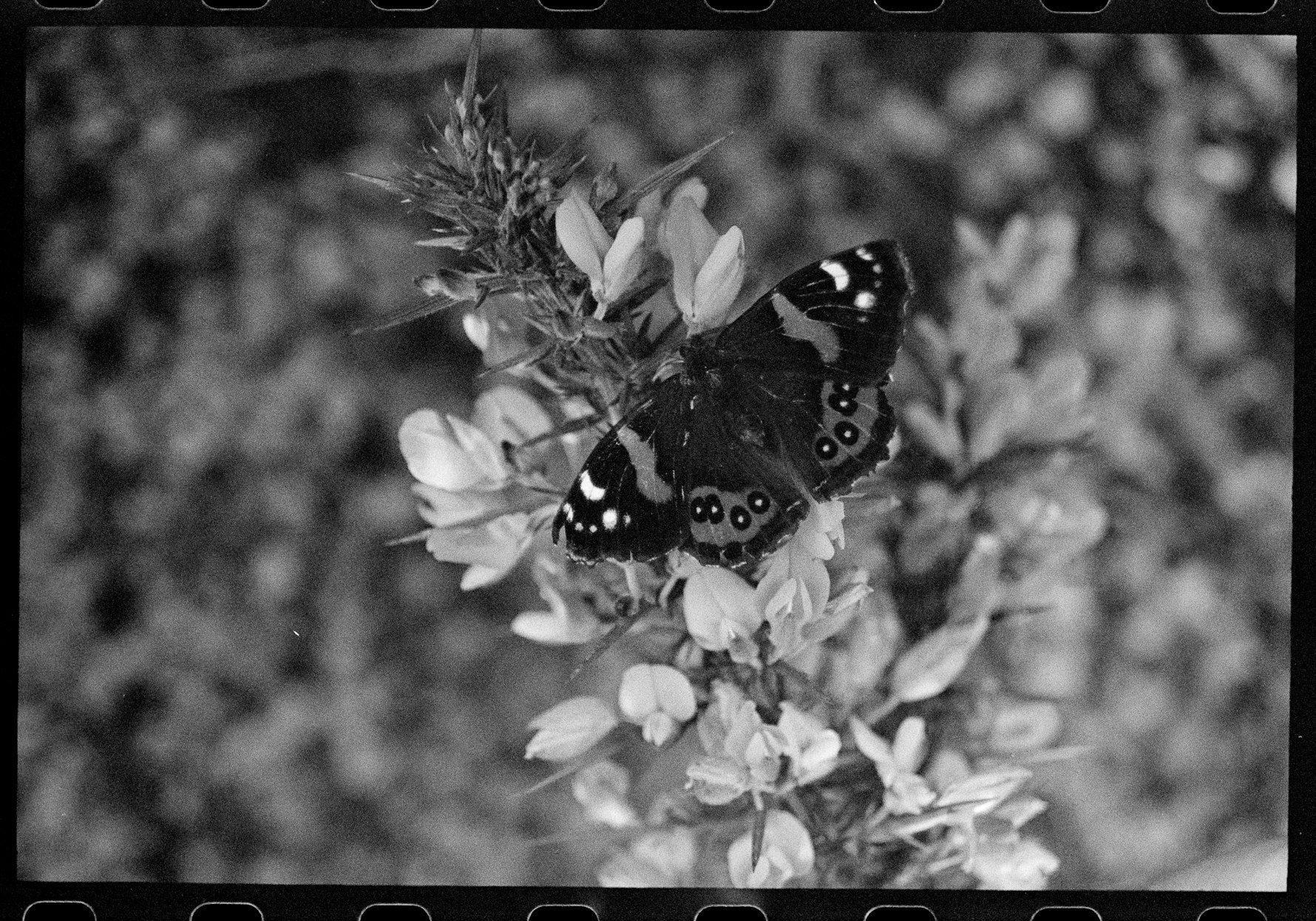 Kahukura / Red Admiral Butterfly