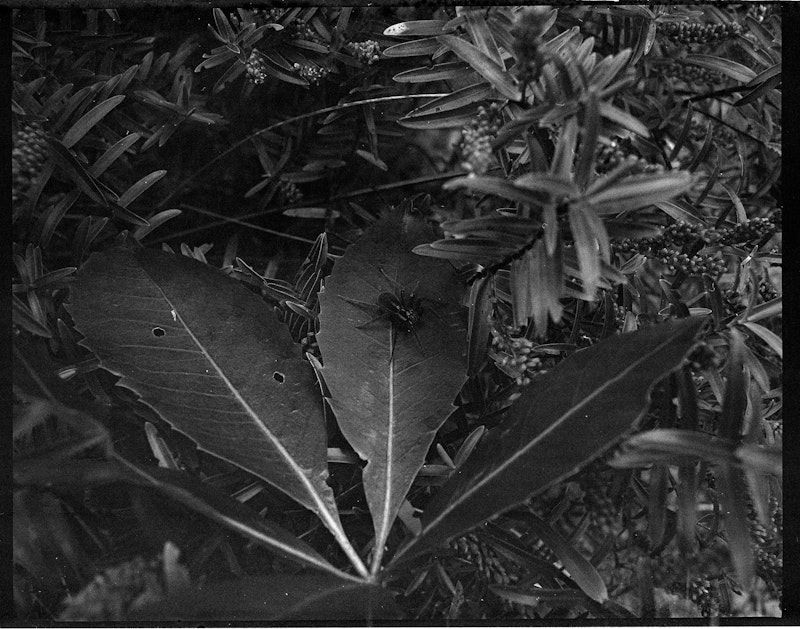 Tuarahonu / Nurseryweb spider